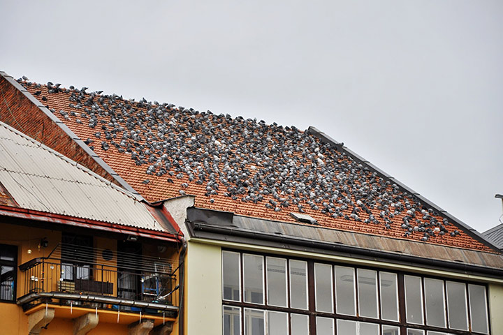 A2B Pest Control are able to install spikes to deter birds from roofs in Saltash. 