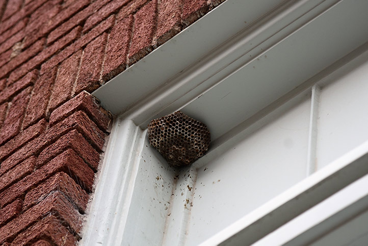 We provide a wasp nest removal service for domestic and commercial properties in Saltash.